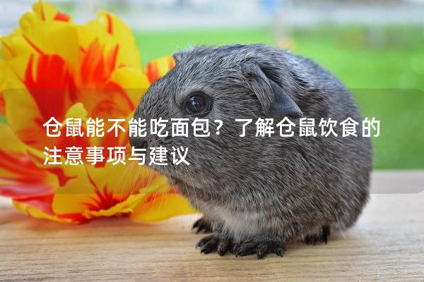 仓鼠能不能吃面包？了解仓鼠饮食的注意事项与建议