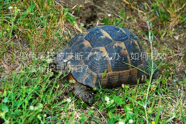 乌龟尾巴被咬断了怎么办，如何有效处理和护理伤口？