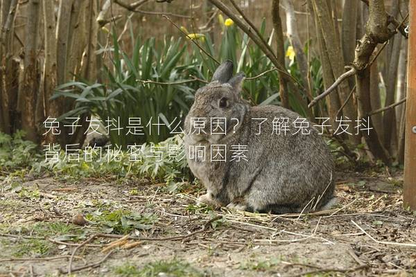 兔子发抖是什么原因？了解兔子发抖背后的秘密与影响因素