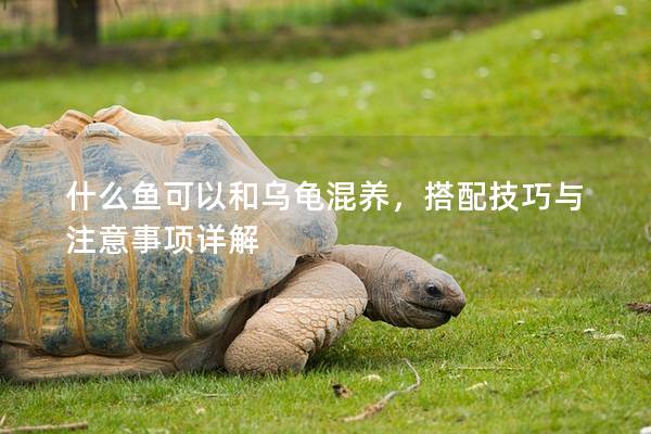 什么鱼可以和乌龟混养，搭配技巧与注意事项详解
