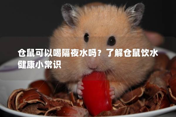 仓鼠可以喝隔夜水吗？了解仓鼠饮水健康小常识