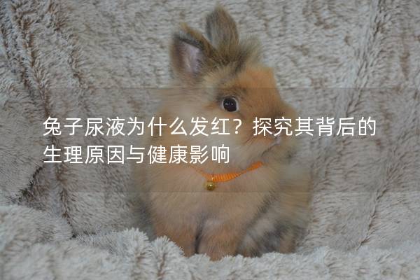 兔子尿液为什么发红？探究其背后的生理原因与健康影响