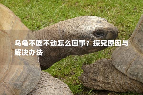 乌龟不吃不动怎么回事？探究原因与解决办法