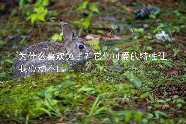 为什么喜欢兔子？它们可爱的特性让我心动不已