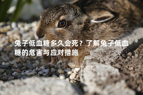 兔子低血糖多久会死？了解兔子低血糖的危害与应对措施