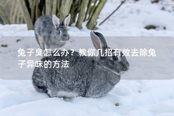 兔子臭怎么办？教你几招有效去除兔子异味的方法