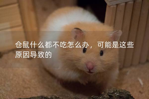 仓鼠什么都不吃怎么办，可能是这些原因导致的