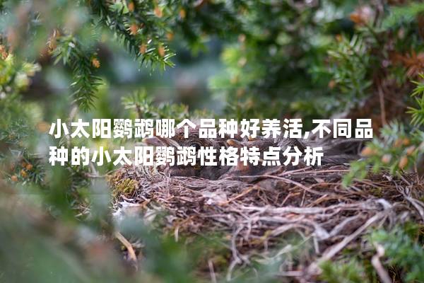 小太阳鹦鹉哪个品种好养活,不同品种的小太阳鹦鹉性格特点分析