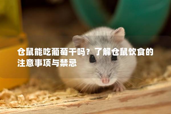 仓鼠能吃葡萄干吗？了解仓鼠饮食的注意事项与禁忌