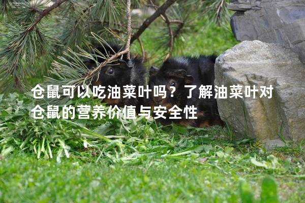仓鼠可以吃油菜叶吗？了解油菜叶对仓鼠的营养价值与安全性