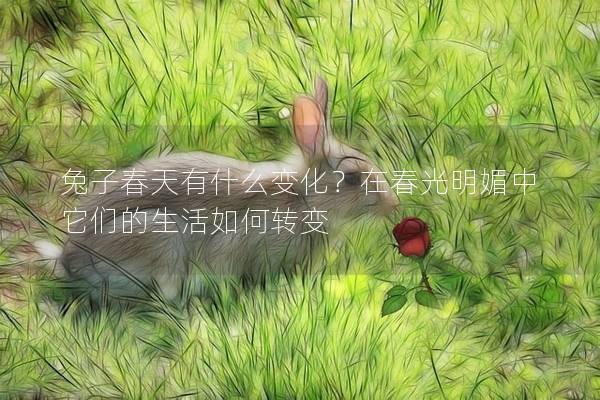兔子春天有什么变化？在春光明媚中它们的生活如何转变