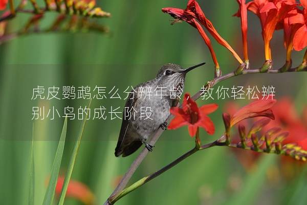虎皮鹦鹉怎么分辨年龄，教你轻松辨别小鸟的成长阶段