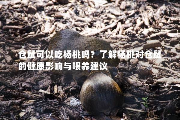 仓鼠可以吃杨桃吗？了解杨桃对仓鼠的健康影响与喂养建议