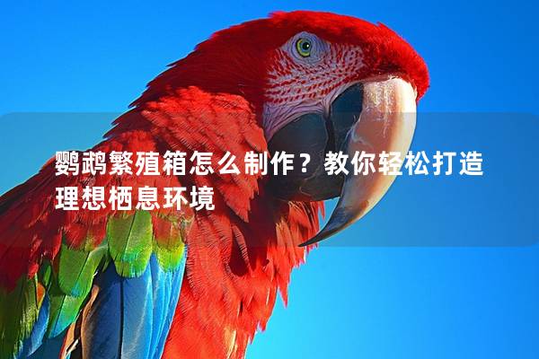 鹦鹉繁殖箱怎么制作？教你轻松打造理想栖息环境