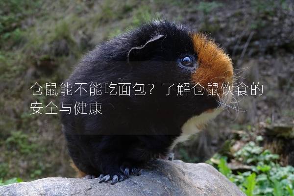 仓鼠能不能吃面包？了解仓鼠饮食的安全与健康