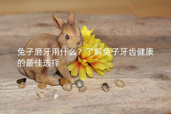 兔子磨牙用什么？了解兔子牙齿健康的最佳选择