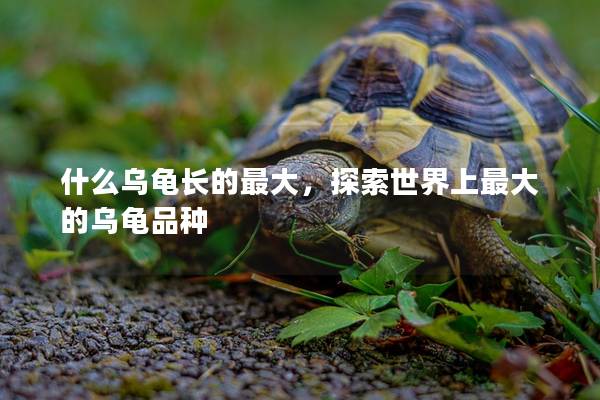 什么乌龟长的最大，探索世界上最大的乌龟品种