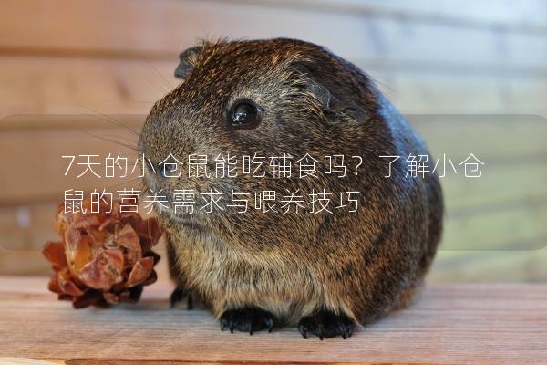 7天的小仓鼠能吃辅食吗？了解小仓鼠的营养需求与喂养技巧