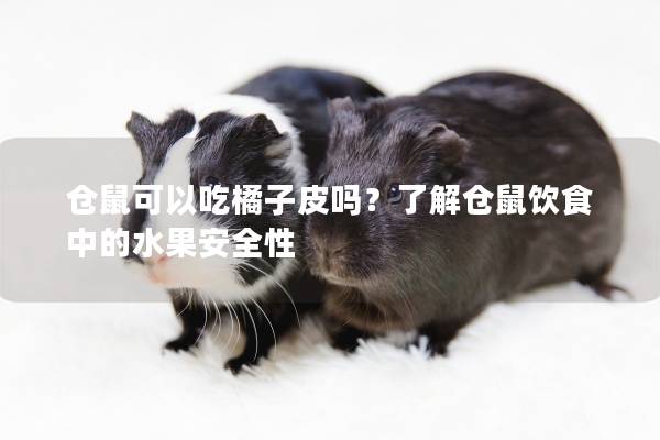 仓鼠可以吃橘子皮吗？了解仓鼠饮食中的水果安全性