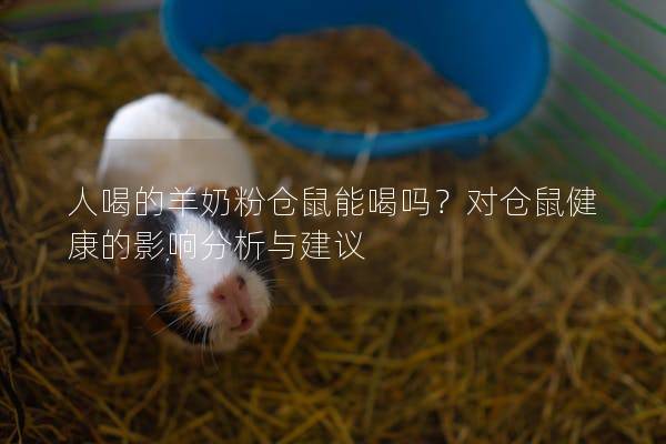 人喝的羊奶粉仓鼠能喝吗？对仓鼠健康的影响分析与建议