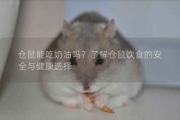 仓鼠能吃奶油吗？了解仓鼠饮食的安全与健康选择