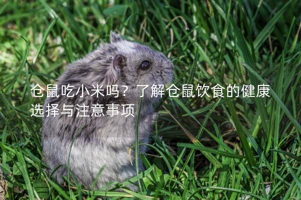 仓鼠吃小米吗？了解仓鼠饮食的健康选择与注意事项