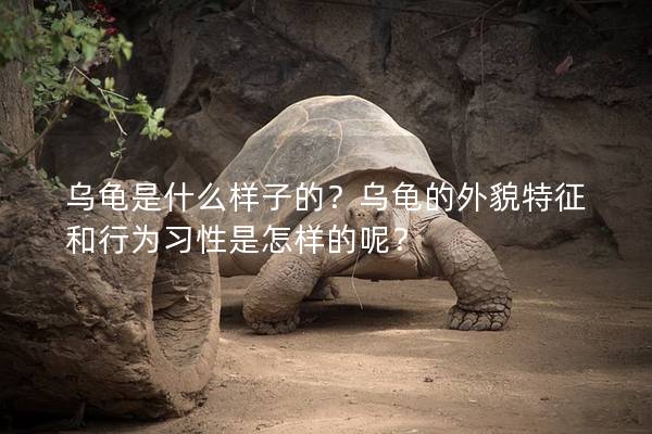 乌龟是什么样子的？乌龟的外貌特征和行为习性是怎样的呢？
