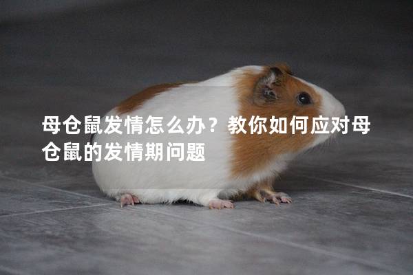 母仓鼠发情怎么办？教你如何应对母仓鼠的发情期问题