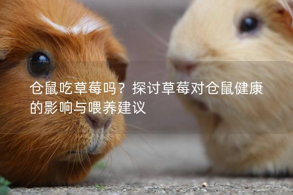 仓鼠吃草莓吗？探讨草莓对仓鼠健康的影响与喂养建议