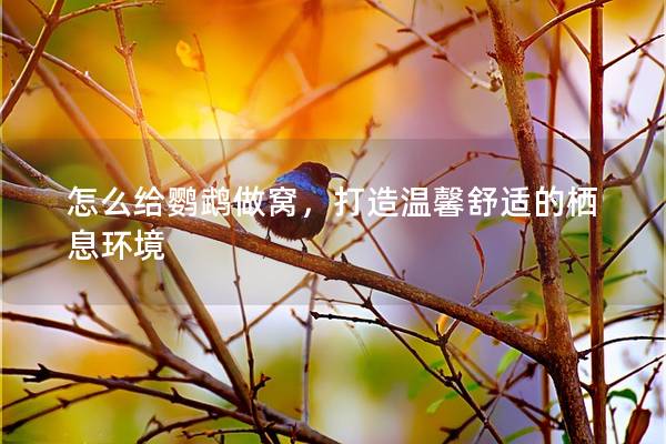 怎么给鹦鹉做窝，打造温馨舒适的栖息环境