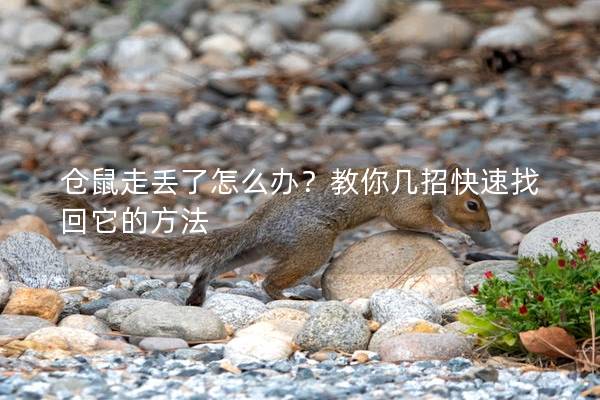 仓鼠走丢了怎么办？教你几招快速找回它的方法