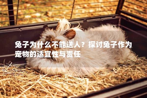 兔子为什么不能送人？探讨兔子作为宠物的适宜性与责任