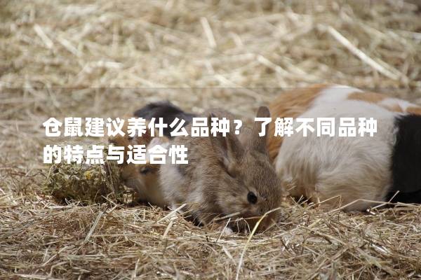 仓鼠建议养什么品种？了解不同品种的特点与适合性