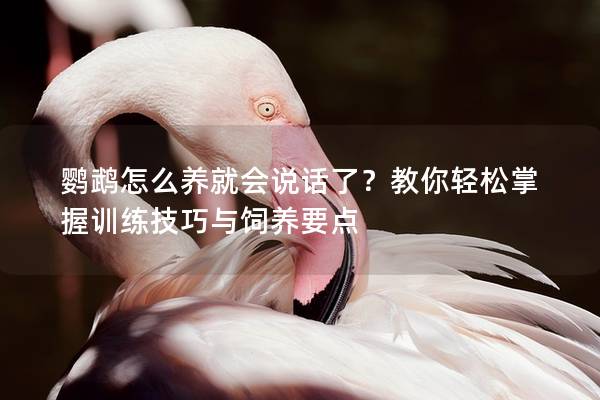 鹦鹉怎么养就会说话了？教你轻松掌握训练技巧与饲养要点