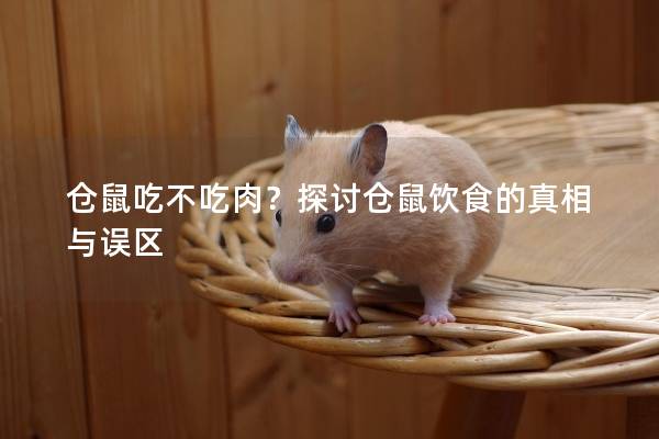 仓鼠吃不吃肉？探讨仓鼠饮食的真相与误区