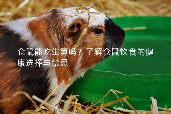仓鼠能吃生笋吗？了解仓鼠饮食的健康选择与禁忌