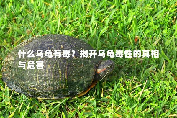 什么乌龟有毒？揭开乌龟毒性的真相与危害