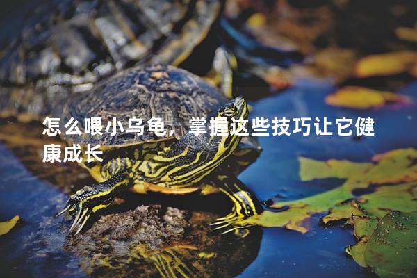 怎么喂小乌龟，掌握这些技巧让它健康成长