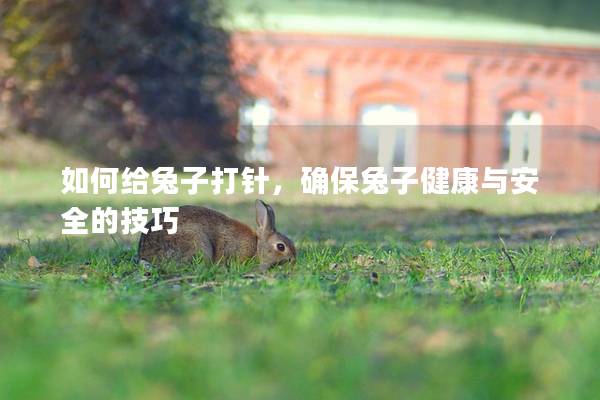 如何给兔子打针，确保兔子健康与安全的技巧