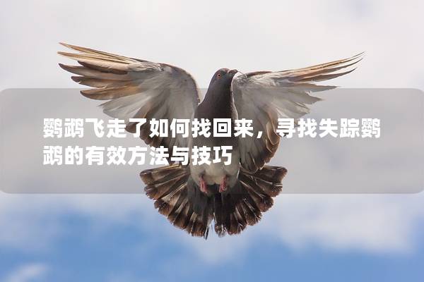 鹦鹉飞走了如何找回来，寻找失踪鹦鹉的有效方法与技巧