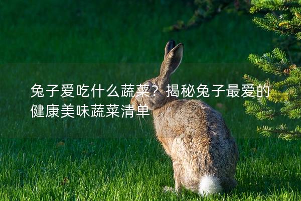 兔子爱吃什么蔬菜？揭秘兔子最爱的健康美味蔬菜清单