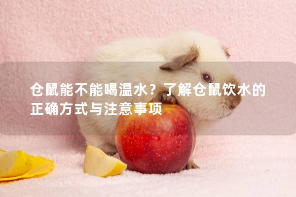 仓鼠能不能喝温水？了解仓鼠饮水的正确方式与注意事项