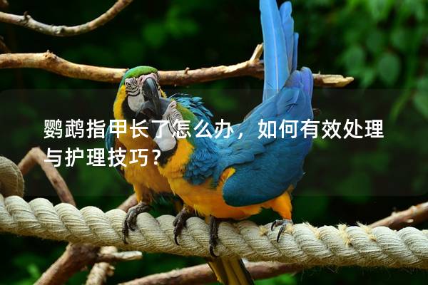 鹦鹉指甲长了怎么办，如何有效处理与护理技巧？