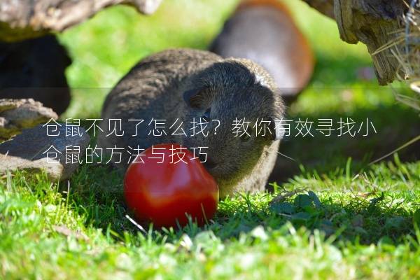 仓鼠不见了怎么找？教你有效寻找小仓鼠的方法与技巧