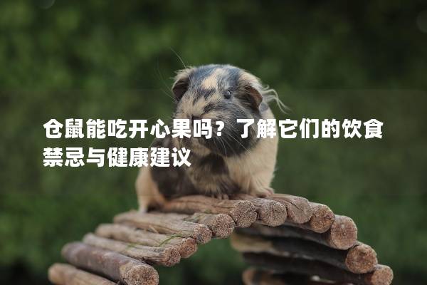 仓鼠能吃开心果吗？了解它们的饮食禁忌与健康建议