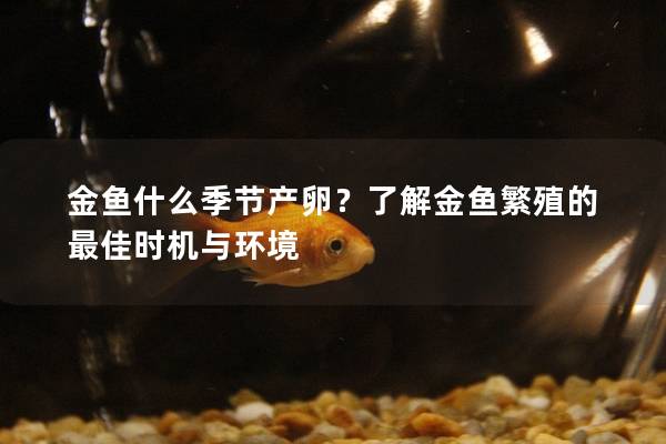 金鱼什么季节产卵？了解金鱼繁殖的最佳时机与环境