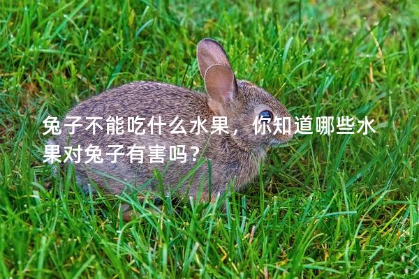兔子不能吃什么水果，你知道哪些水果对兔子有害吗？