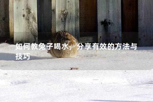 如何教兔子喝水，分享有效的方法与技巧