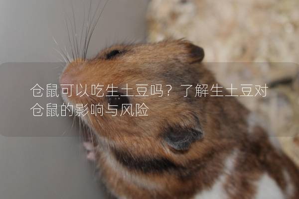 仓鼠可以吃生土豆吗？了解生土豆对仓鼠的影响与风险