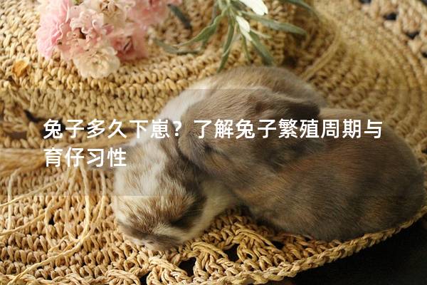 兔子多久下崽？了解兔子繁殖周期与育仔习性